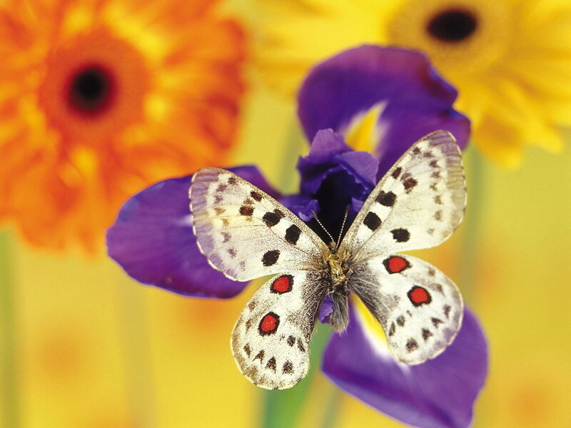 White Butterfly on Flower — Purple, Calm, Afternoon, Photograph