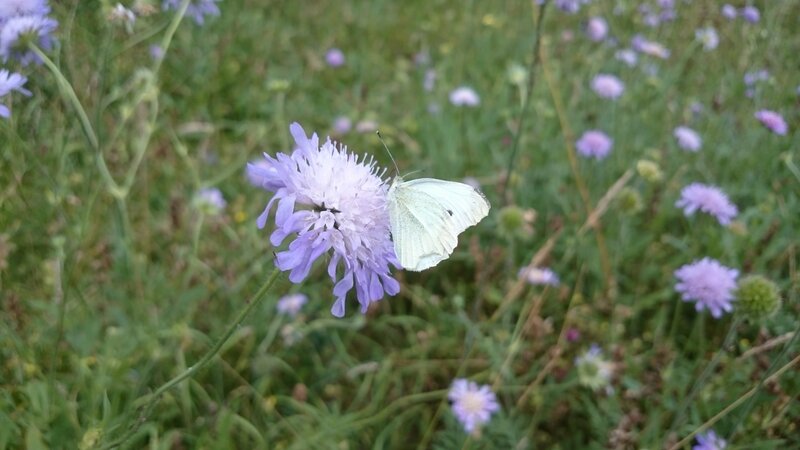 White Butterfly on Flower — Purple, Calm, Afternoon