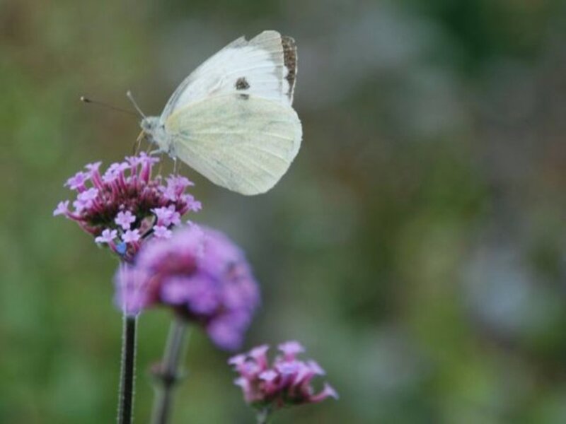 White Butterfly on Flower — Purple, Calm