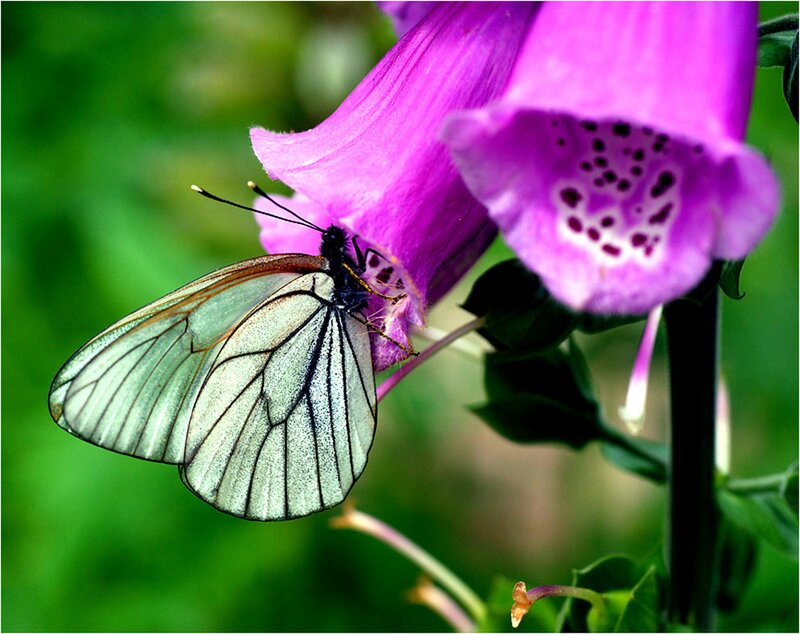 White Butterfly on Flower — Purple, Serene, Summer
