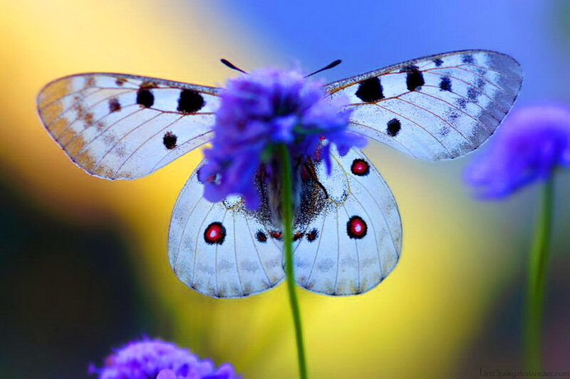 White Butterfly on Flower — Purple