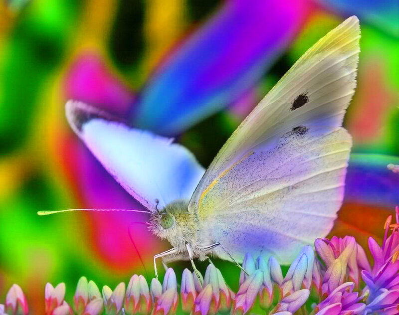 White Butterfly on Flower — Purple, Vibrant