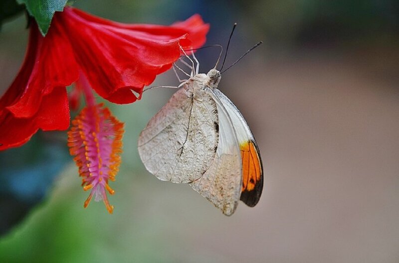 White Butterfly on Flower — Red, Serene, Afternoon