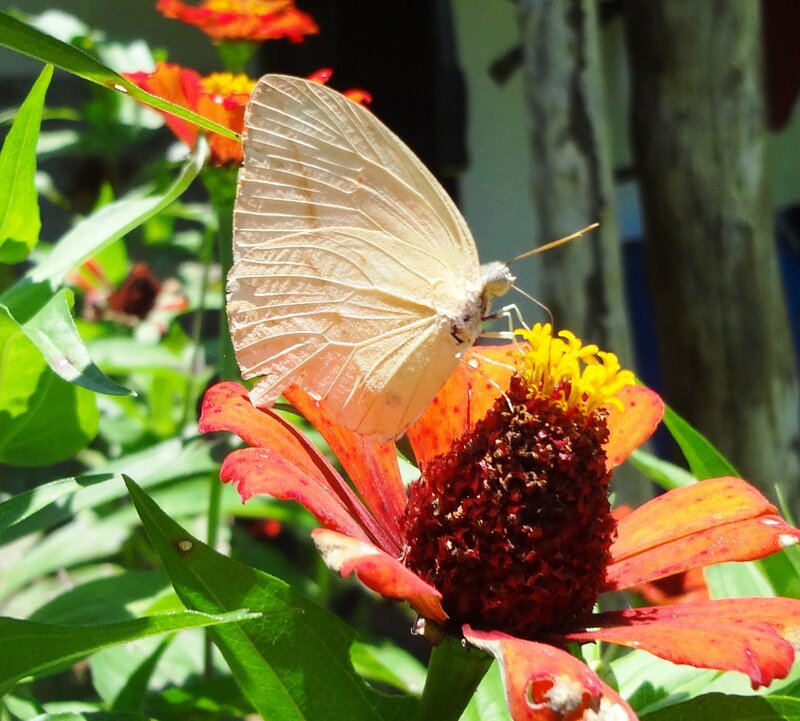 White Butterfly on Flower — Red, Serene