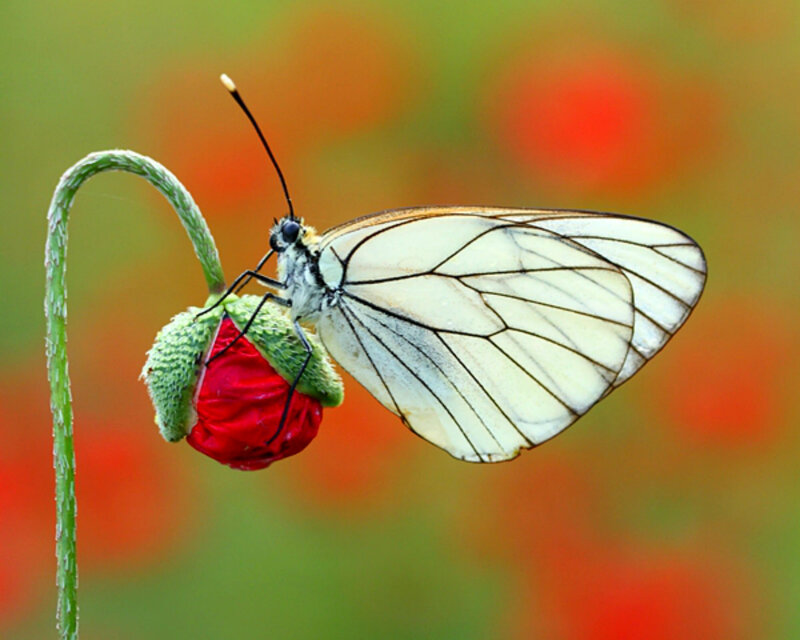 White Butterfly on Flower — Red