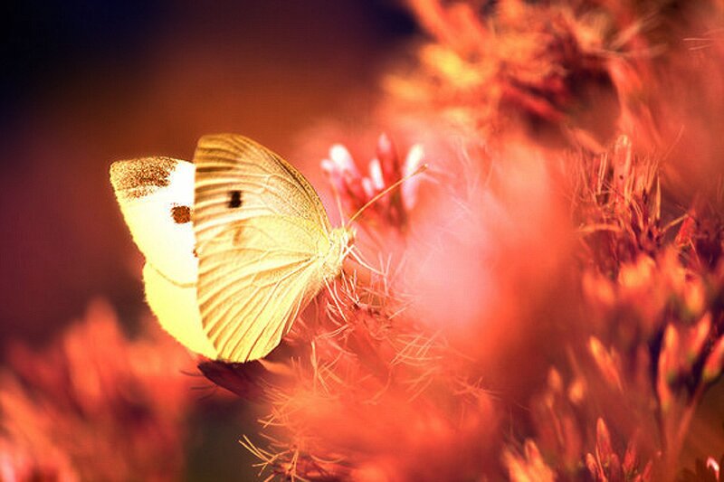 White Butterfly on Flower — Red, Warm