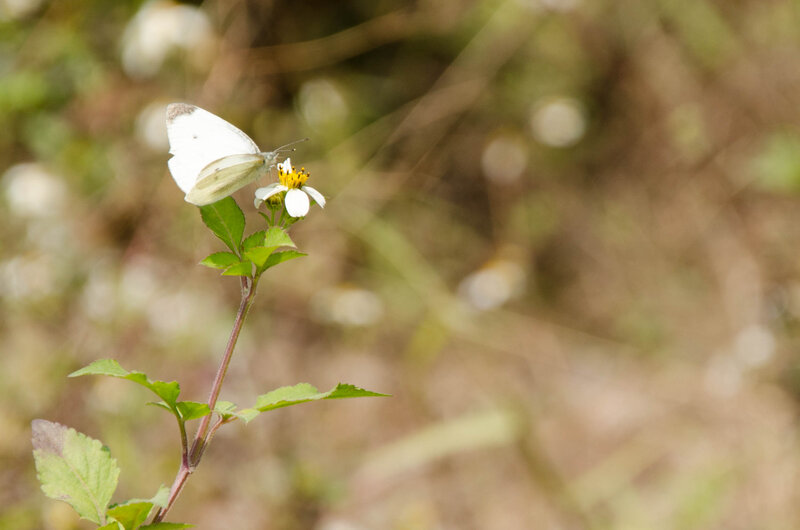 White Butterfly on Flower — Serene, Afternoon, Photograph, Plant