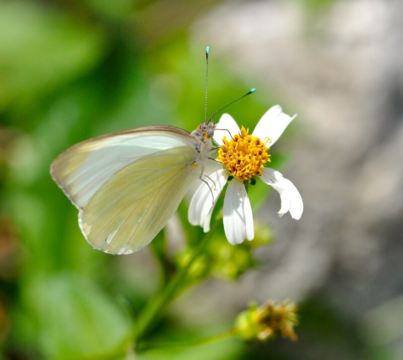 White Butterfly on Flower — Serene, Afternoon