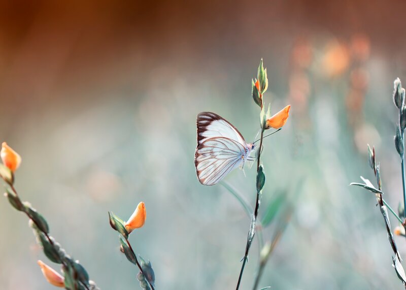 White Butterfly on Flower — Serene, Morning