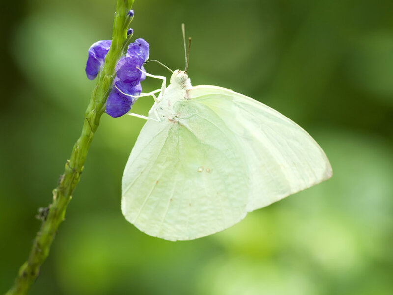 White Butterfly on Flower — Serene, Photograph, Stem, Purple