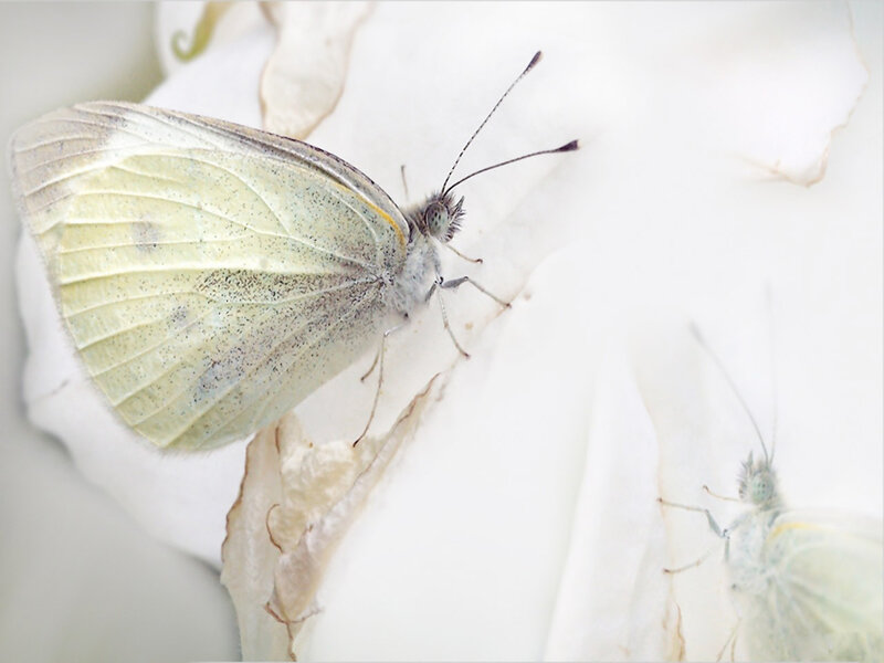 White Butterfly on Flower — Serene, Photograph