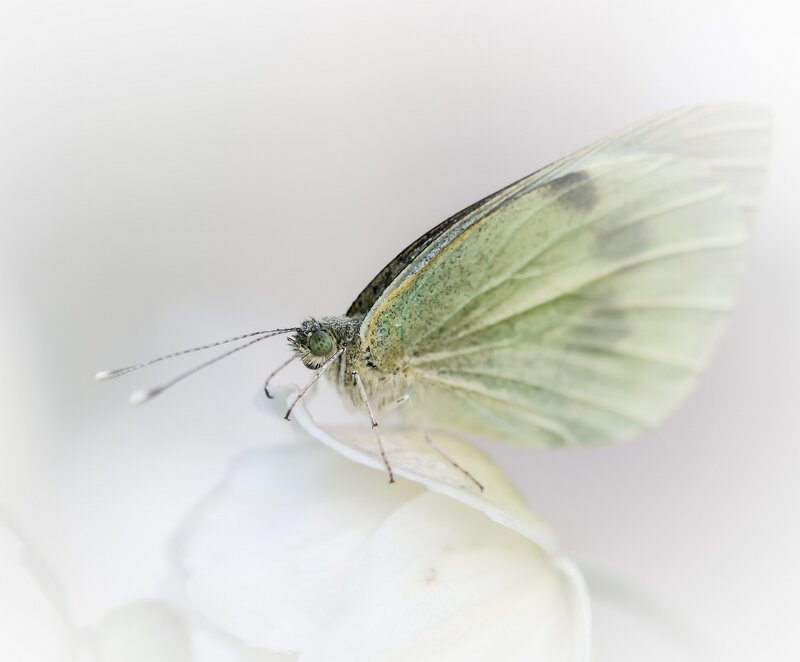 White Butterfly on Flower — Serene, Photograph, Wings