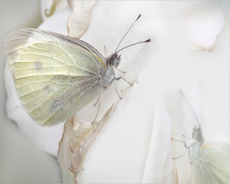 White Butterfly on Flower — Serene, Photograph, Yellow