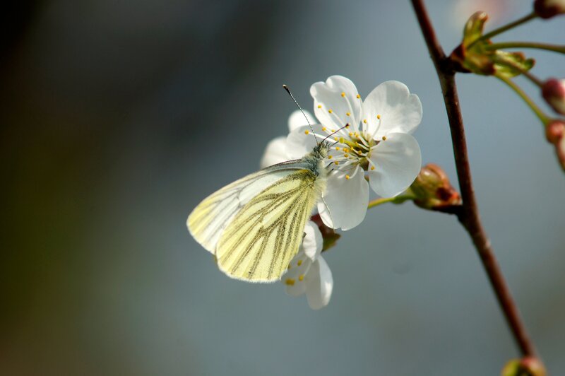 White Butterfly on Flower — Serene, Spring