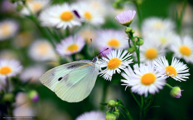 White Butterfly on Flower — Serene, Summer