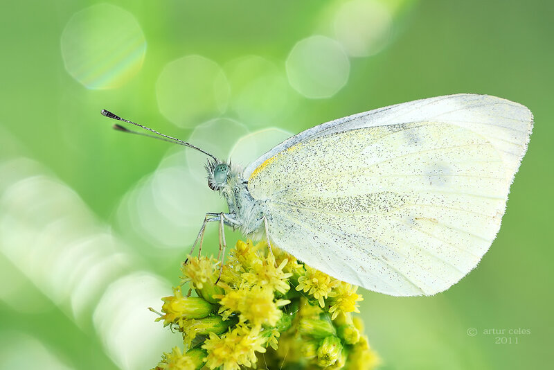 White Butterfly on Flower — Serene