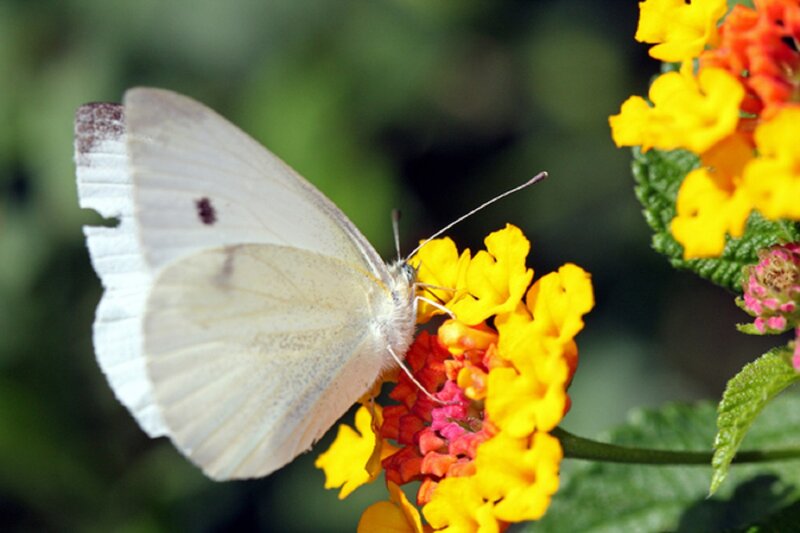White Butterfly on Flower — Yellow, Calm, Afternoon