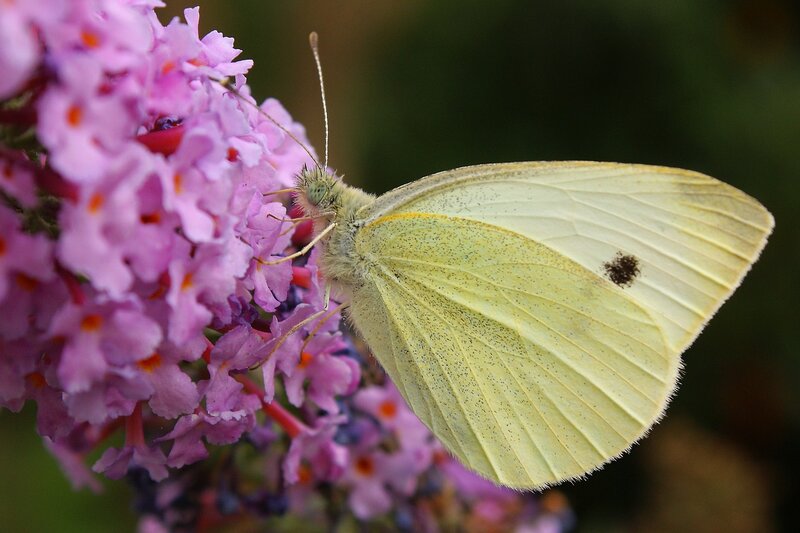White Butterfly on Flower — Yellow, Calm