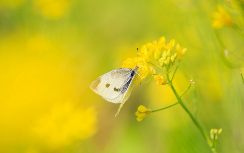 White Butterfly on Flower — Yellow, Serene, Spring