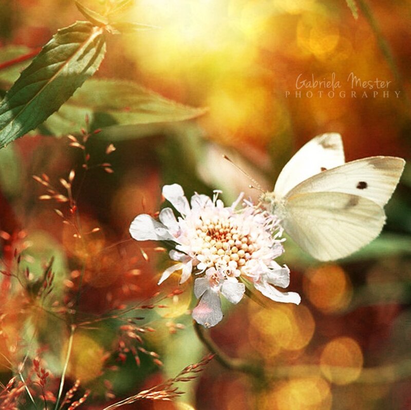 White Butterfly on Flower — Yellow, Serene