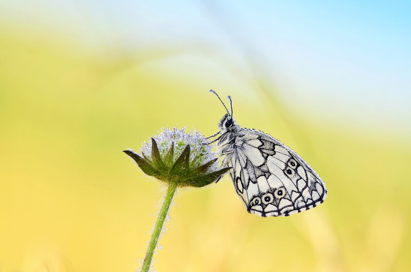 White Butterfly on Flower — Yellow