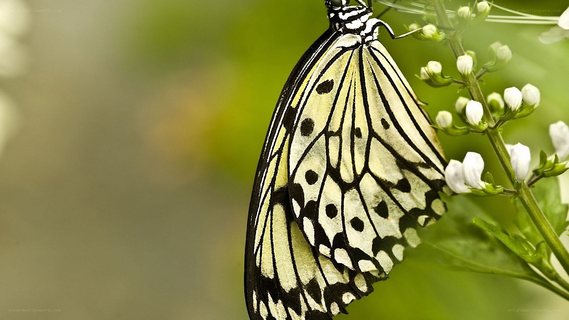 White butterfly on flower