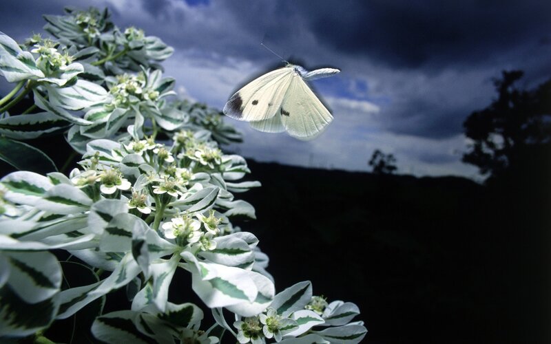 White butterfly on flowers