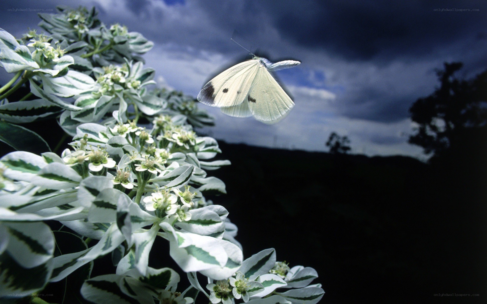 White butterfly on flowers