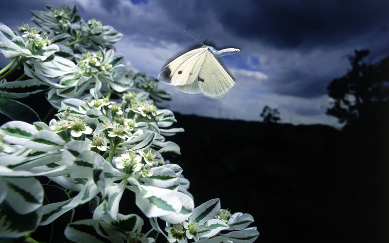 White butterfly on flowers