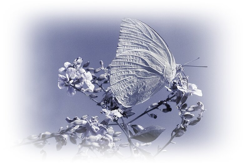 White Butterfly on Flowers — Blue