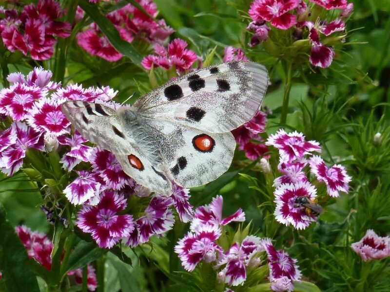 White Butterfly on Flowers — Pink, Calm, Afternoon