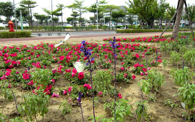 White Butterfly on Flowers — Pink, Calm