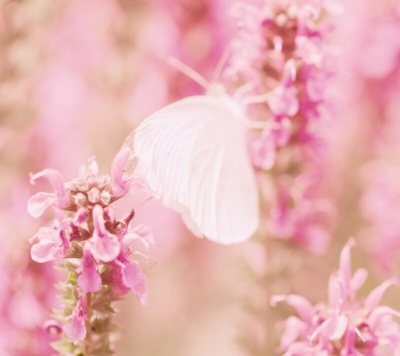 White Butterfly on Flowers — Pink