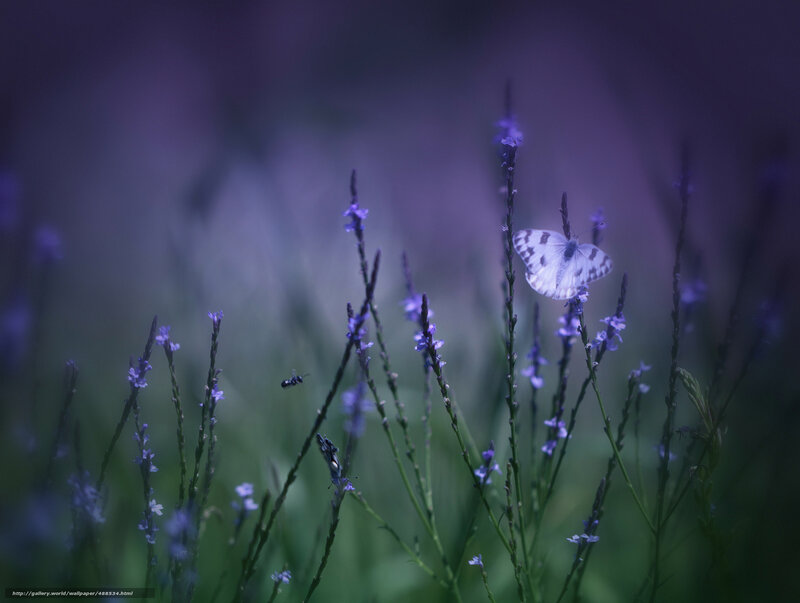 White Butterfly on Flowers — Purple