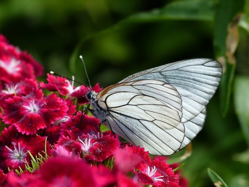 White Butterfly on Flowers — Red, Calm
