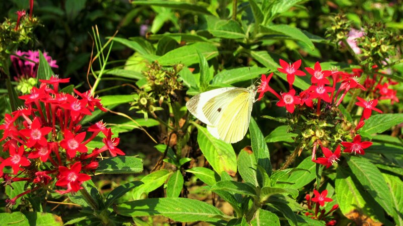 White Butterfly on Flowers — Red