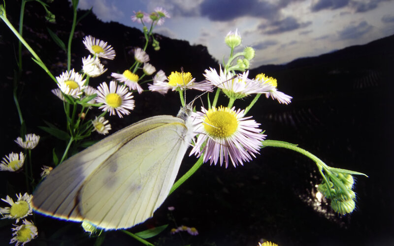 White Butterfly on Flowers — Serene