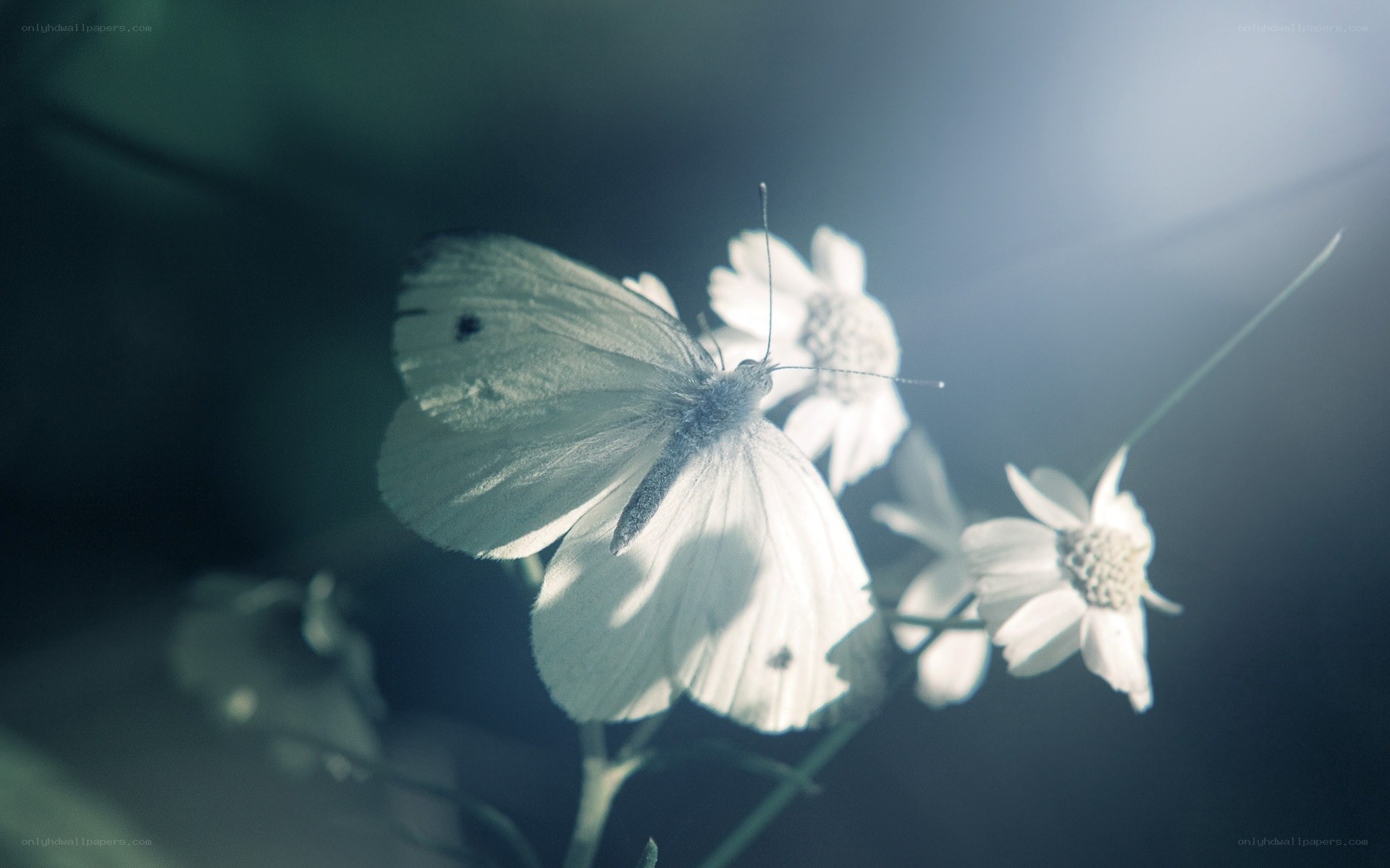 White butterfly on flowers