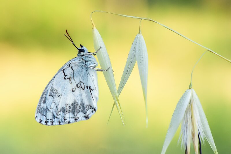 White Butterfly on Grass — Green