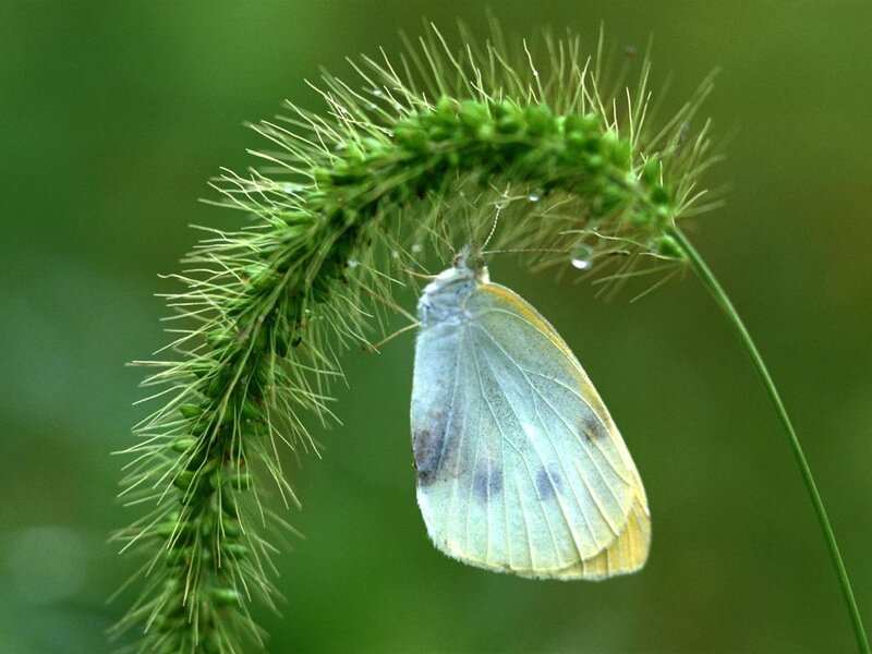 White Butterfly on Grass