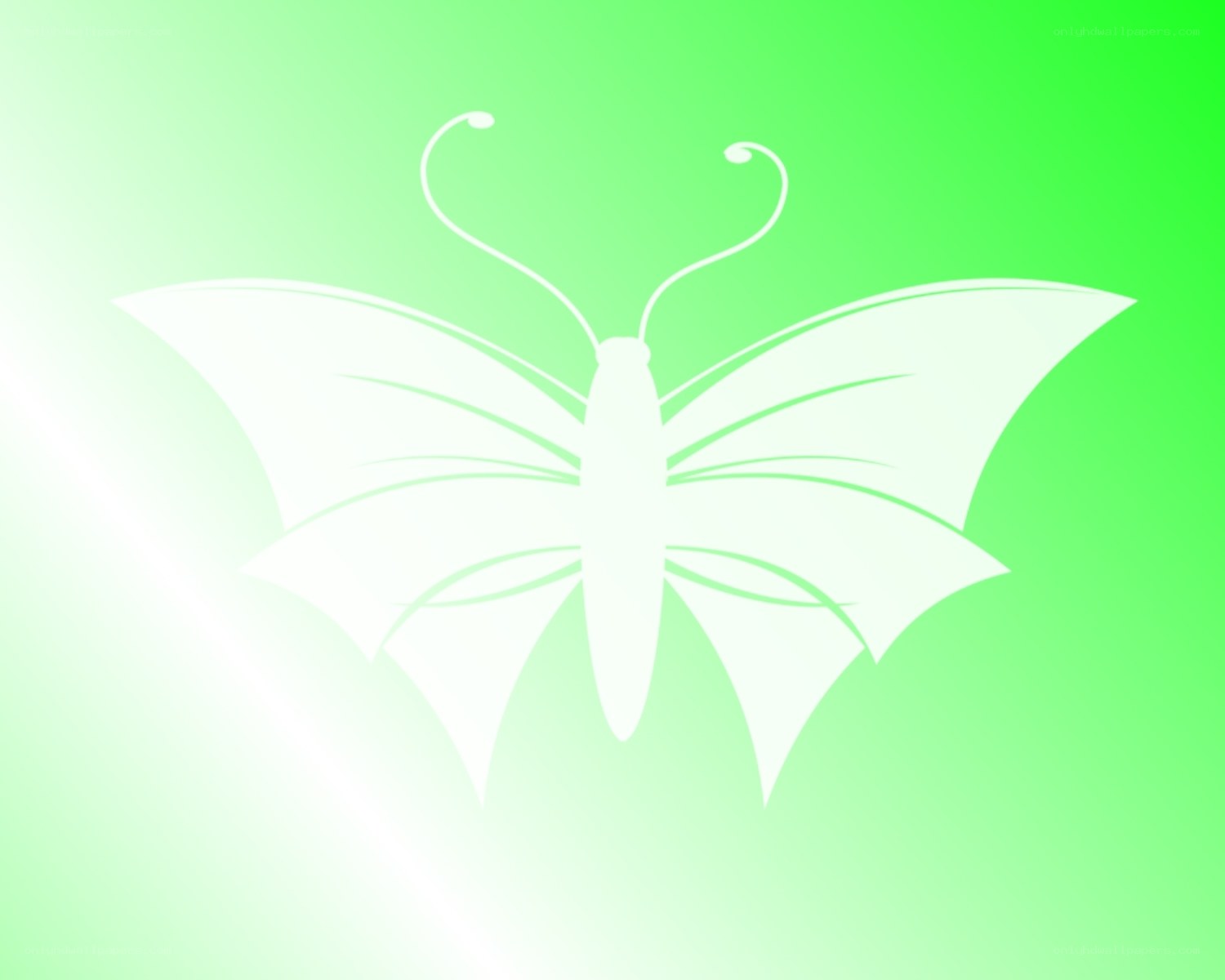 white butterfly on green background