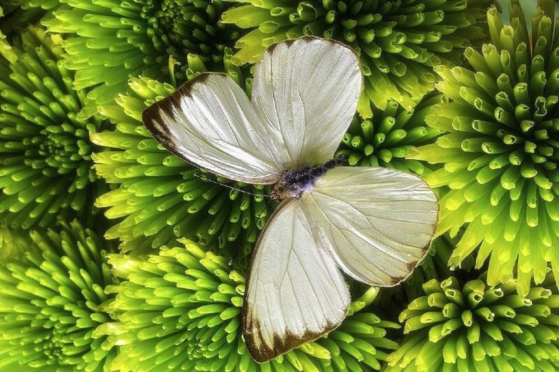 White Butterfly on Green Flower