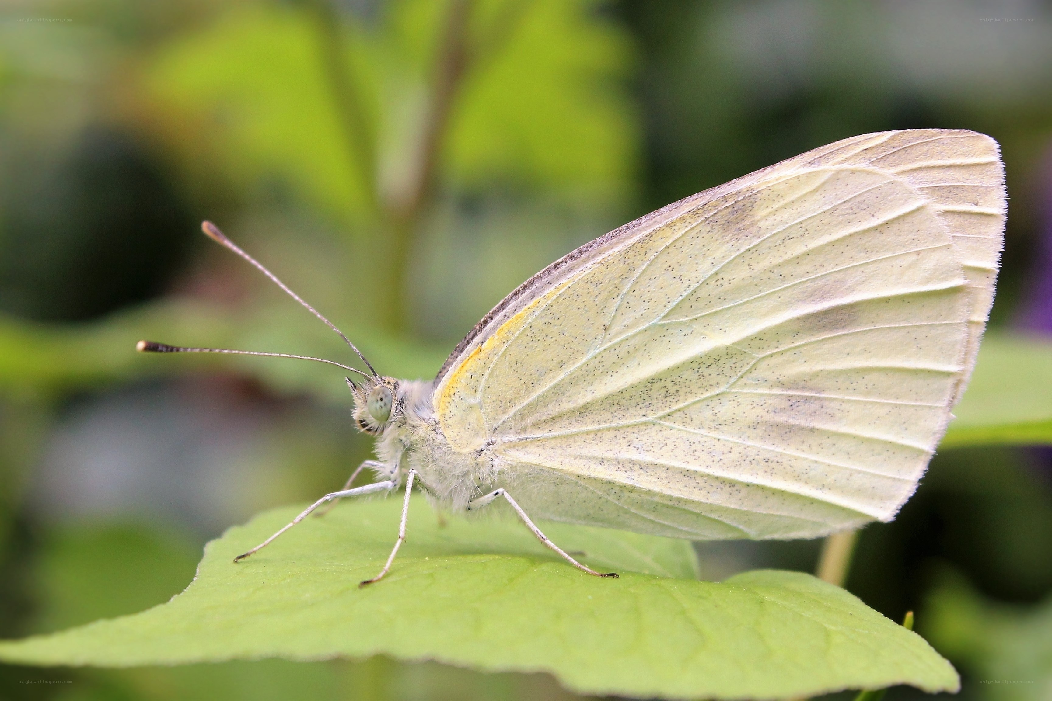 White butterfly on green leaf