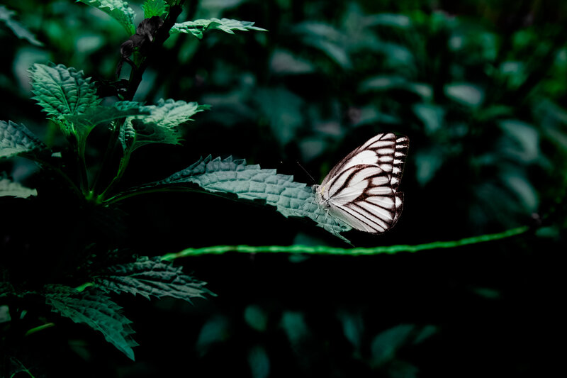 White butterfly on green leaf