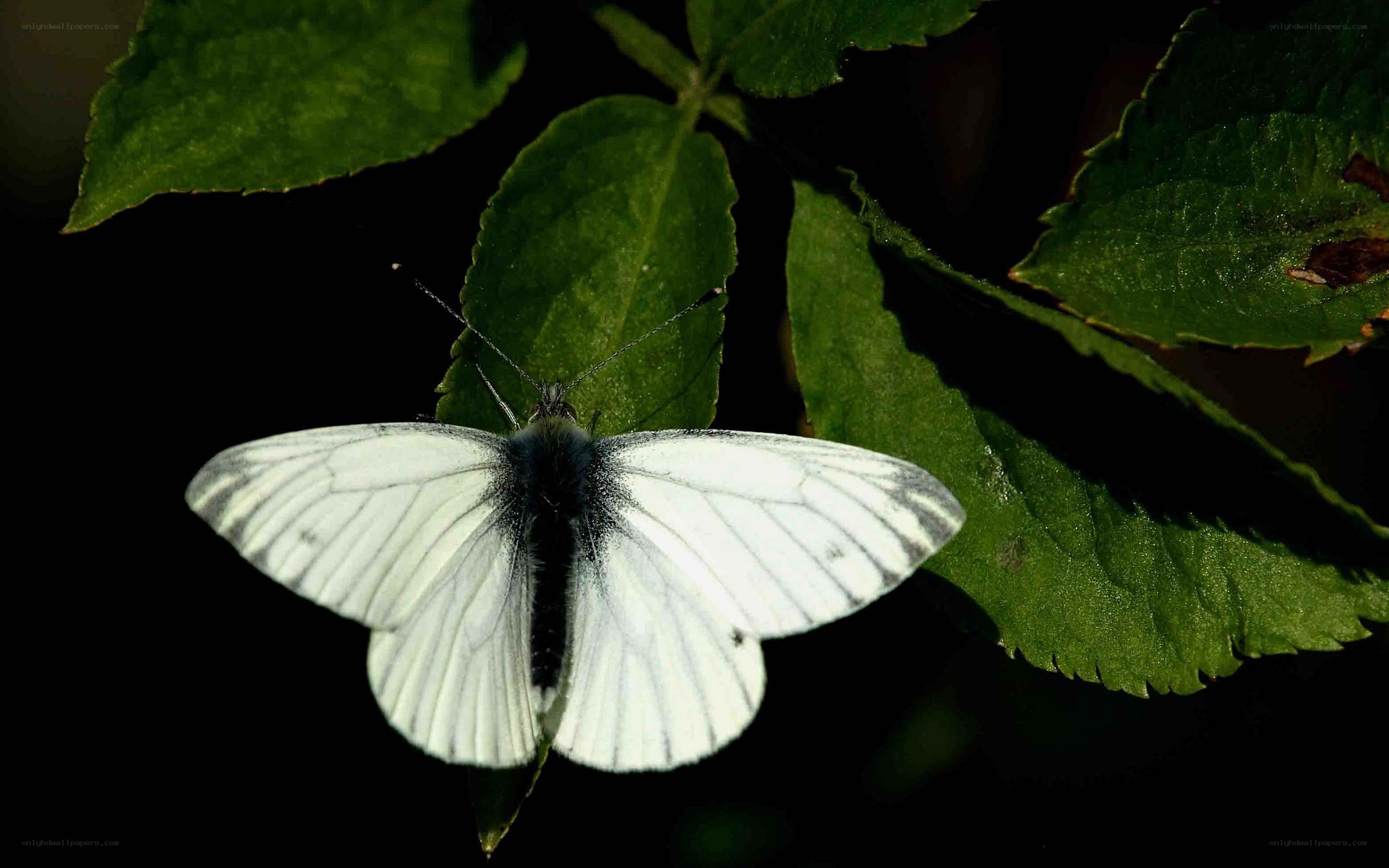 White butterfly on green leaf