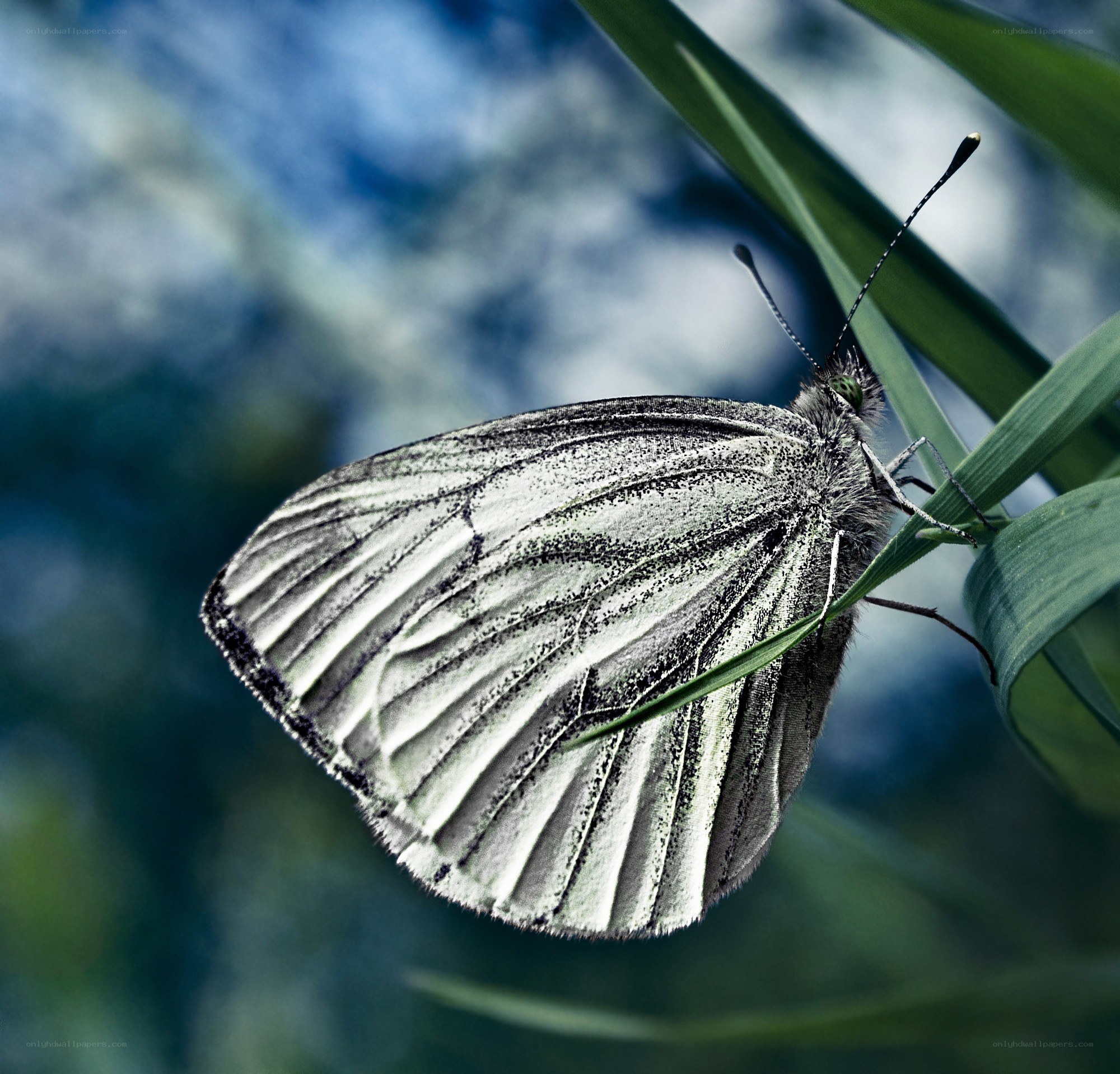 White butterfly on green leaf