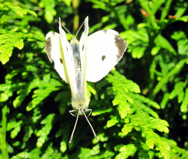 White Butterfly on Green Leaf — Serene