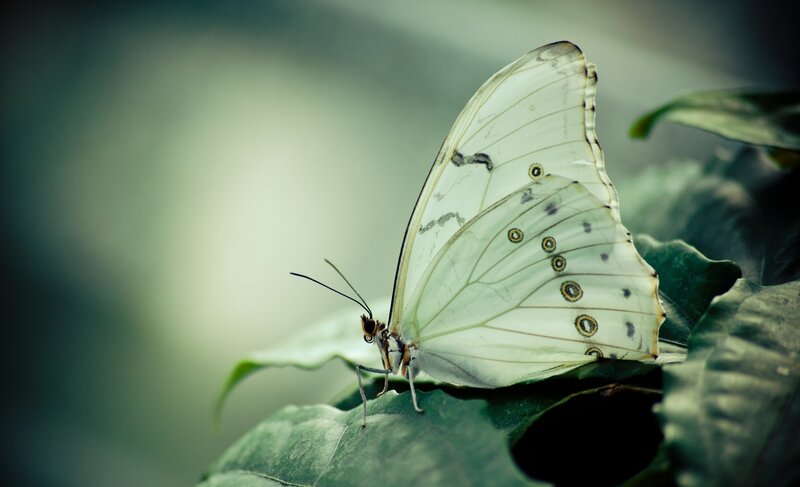 White butterfly on green leaf