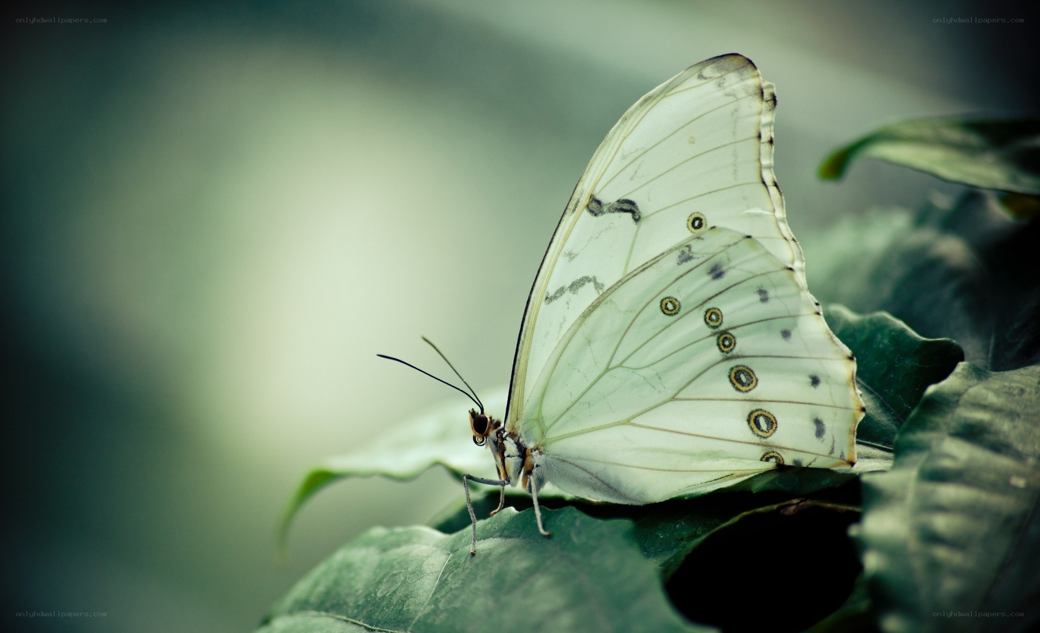 White butterfly on green leaf