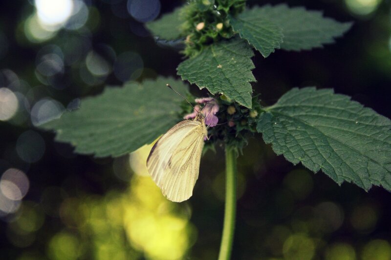 White butterfly on green plant